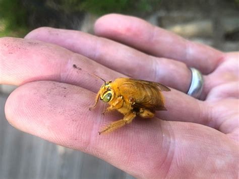 teddy bear bee california